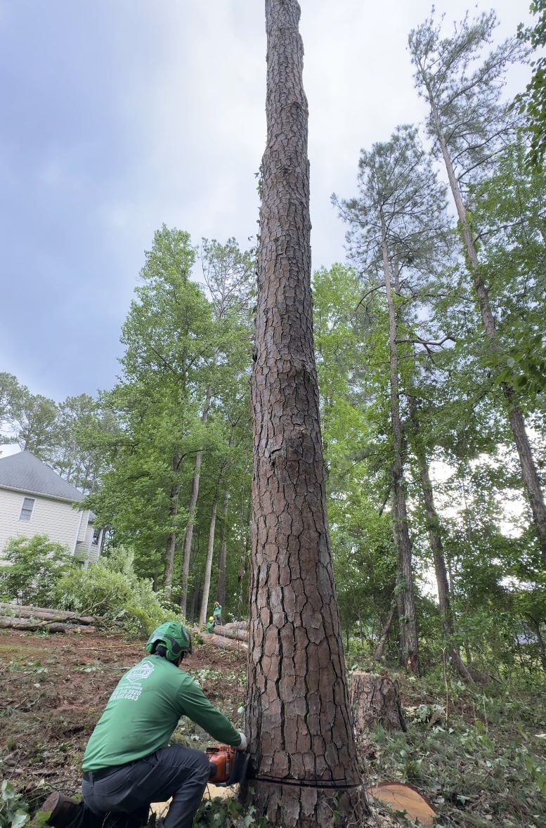 Professional tree removal service in Paterson, NJ