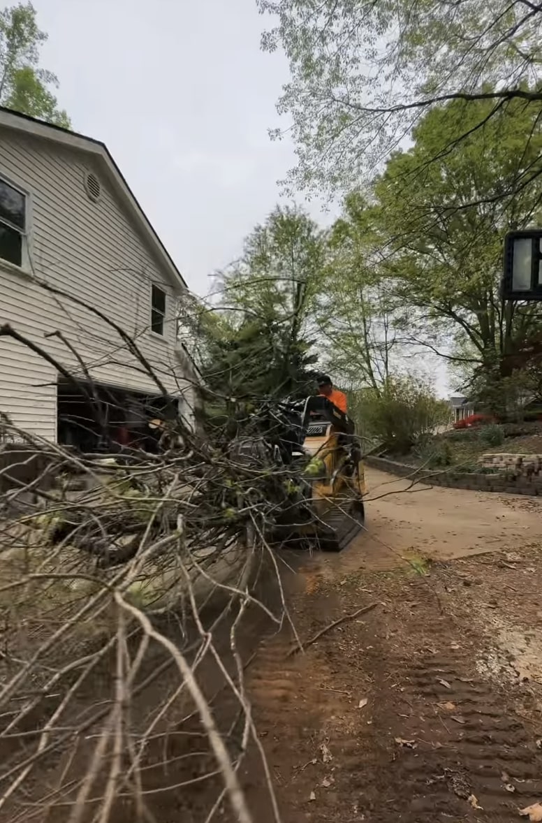 Emergency tree removal service in Paterson, NJ