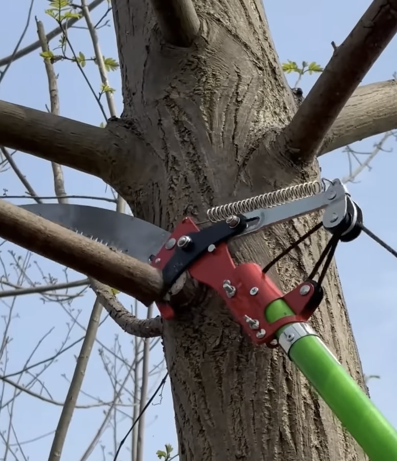 Professional tree health assessment and pruning tools for maintaining tree health and preventing disease